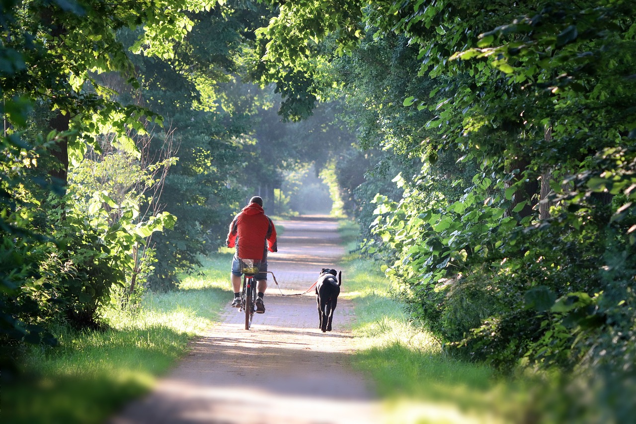 our-stories bike, animal, cyclist, dog, pet, trees, summer, morning, e-bike, cycling, sunlight, nature, landscape